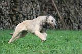 IRISH WOLFHOUND 277